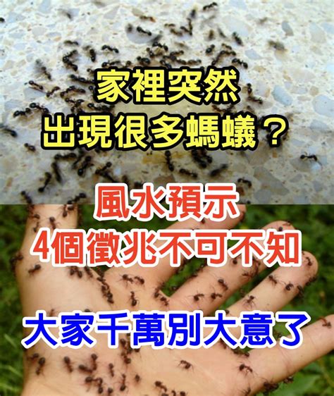 家裡有螞蟻 風水|家裡突然出現很多螞蟻？風水預示「4個徵兆不可不知。